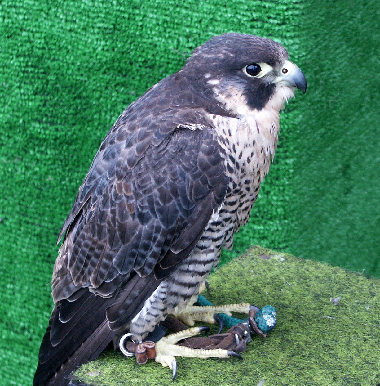 Peregrin  Falcon