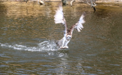 Osprey - Kalgan River, WA