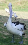 Daily Pelican Feeding - Kalbarri, WA