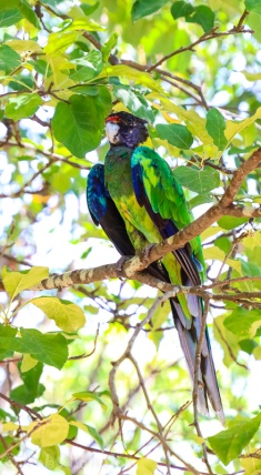 Australian Ringnecked Parrot